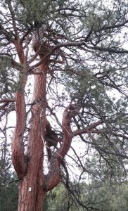 Native Americans' culturally modified trees are just one of the many projects in which OSTA members are engaged.The identification and study of culturally modified trees are of interest to OSTA and its Native American partners. Along the Trail